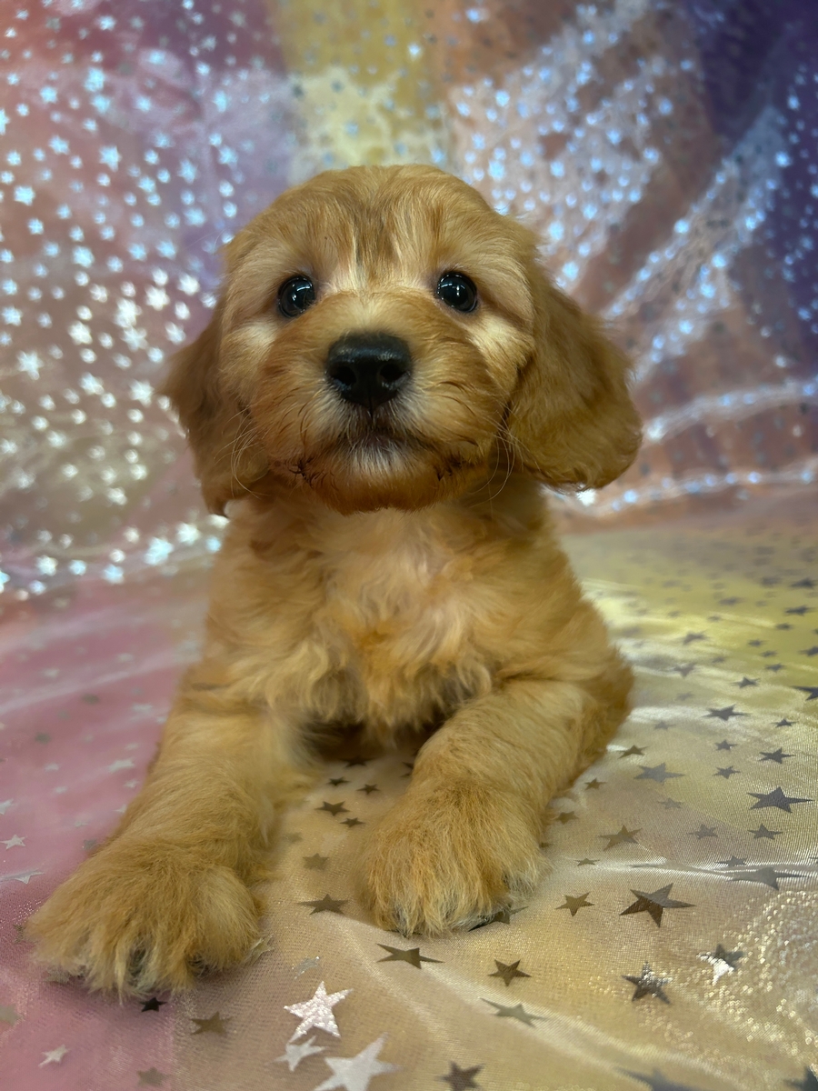 Light Golden Female F1b Miniature Goldendoodle Puppy for Sale DOB 4-22-2025 $1200